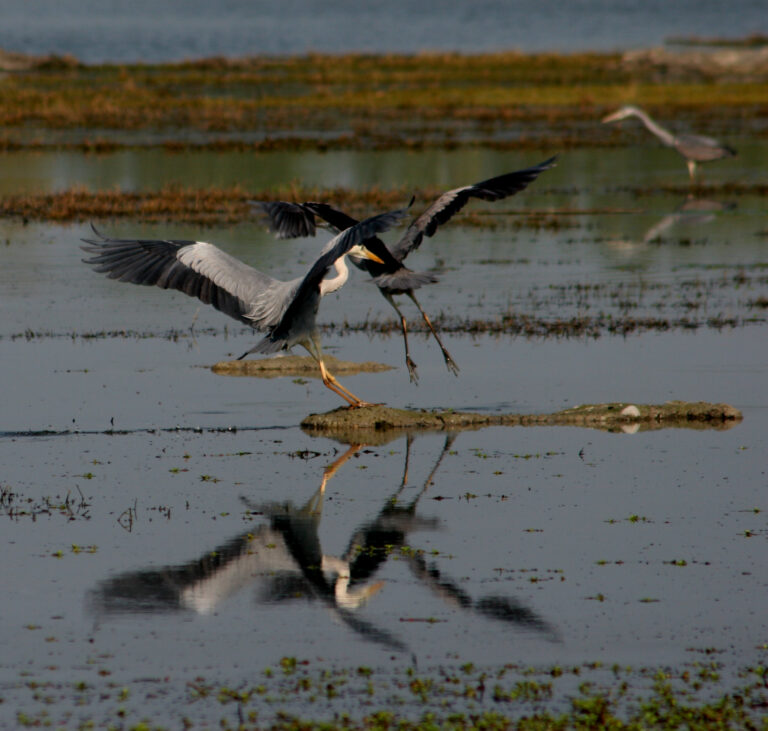 Riserva Naturale Torrile e Trecasali Colorno Turismo
